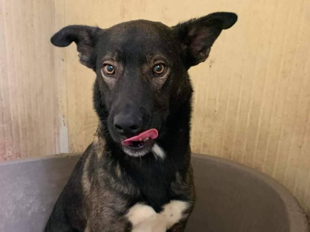 Adozione cane, maschio, meticcio, 3 anni  e 11 mesi , taglia media, Barletta