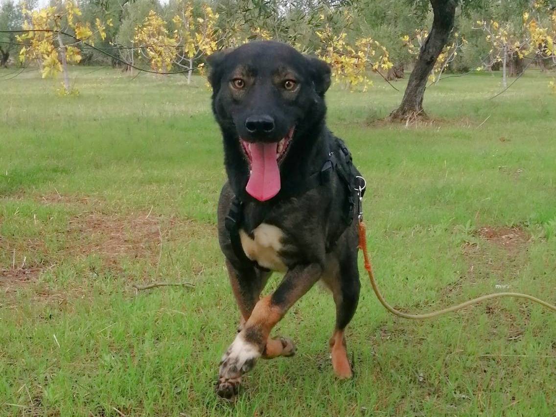 Adotta un cane, maschio, 3 anni  e 11 mesi , Barletta