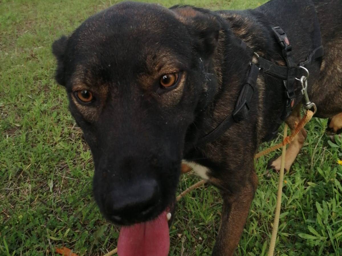 Adotta un cane, taglia media, maschio, Barletta