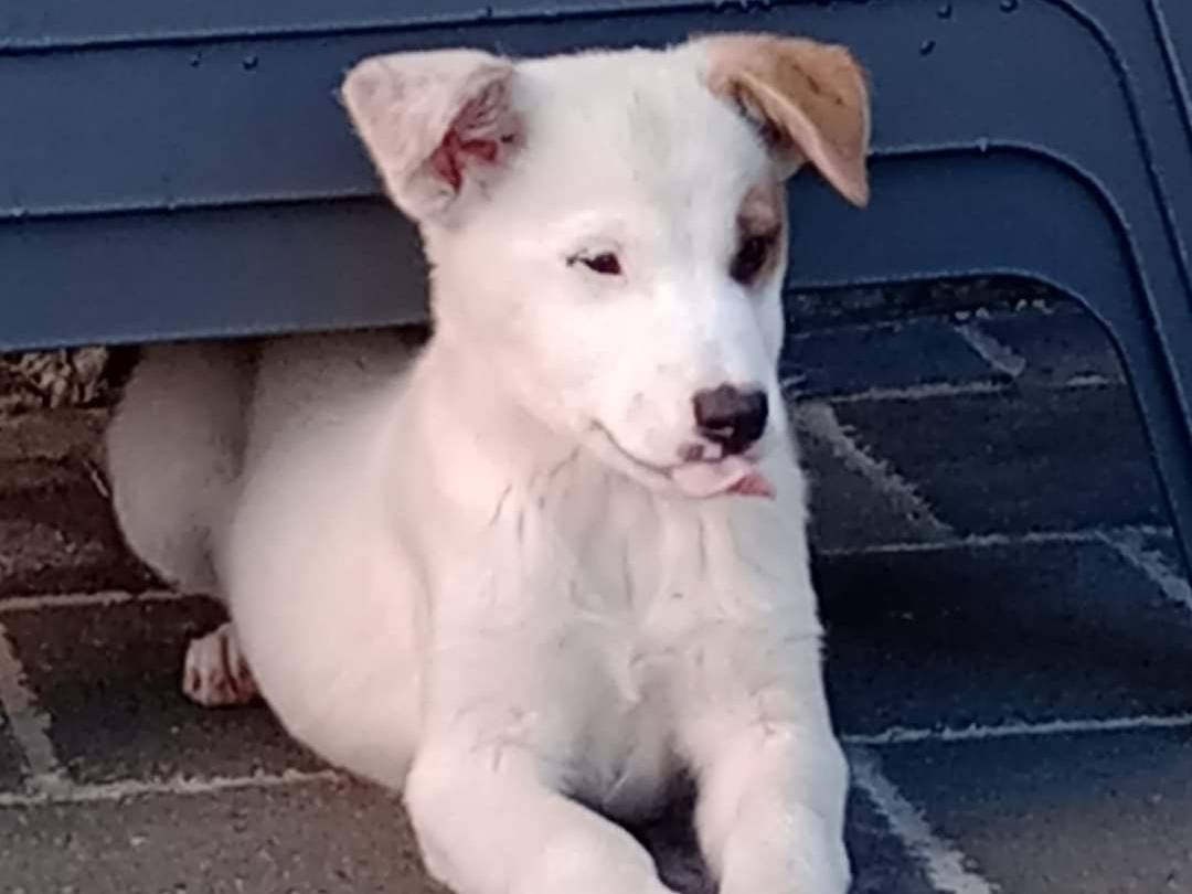 Adotta un cane, maschio, 1 anno e 10 mesi , Potenza