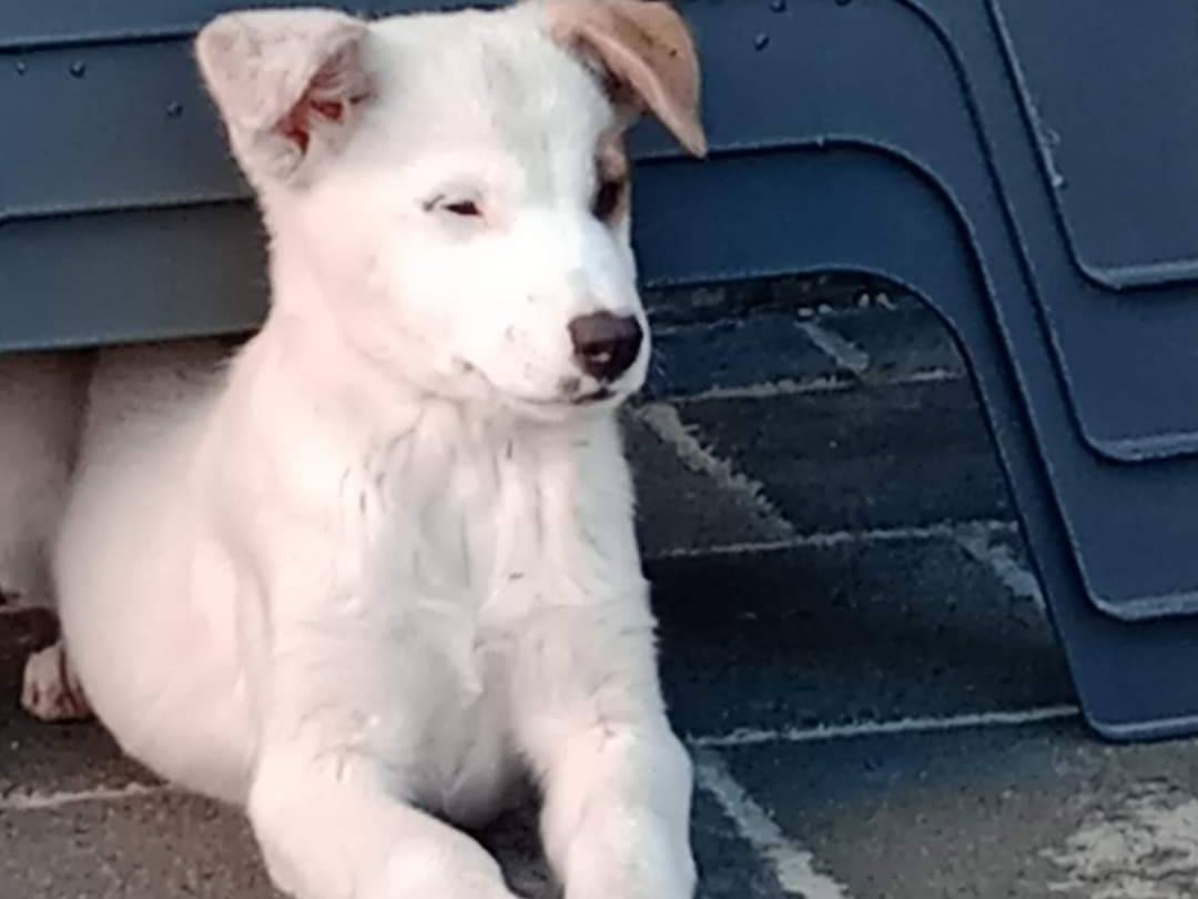 Adotta un cane, taglia media, maschio, Potenza