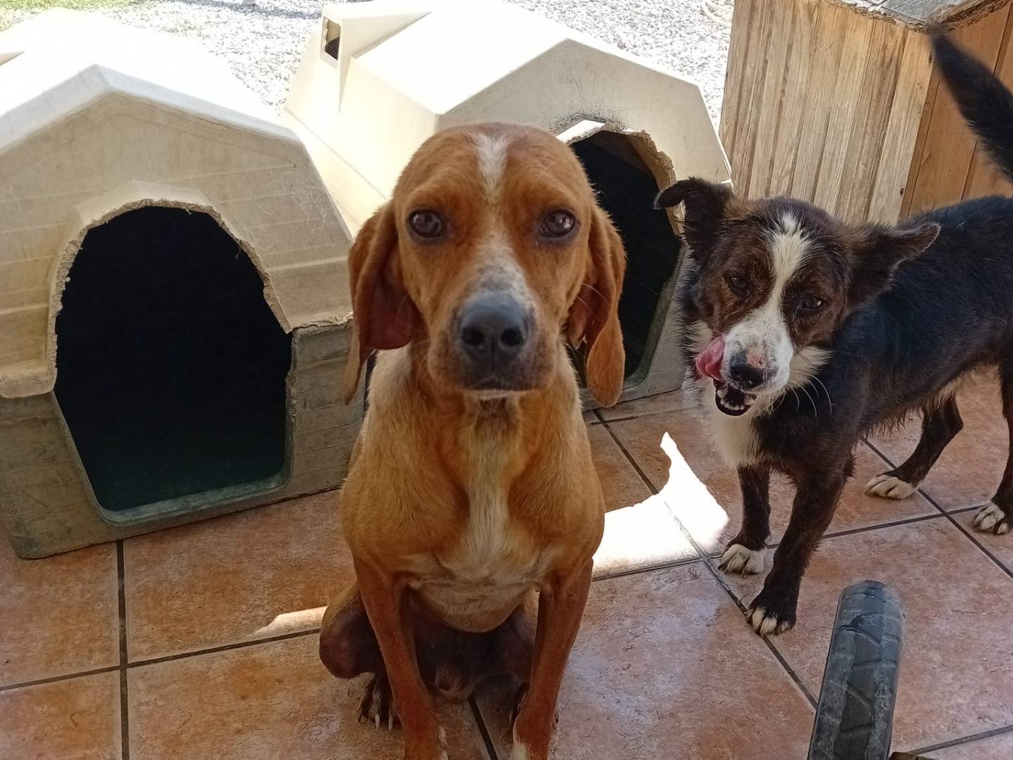Foto dell'animale