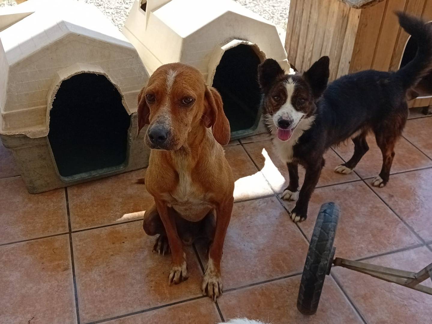 Adotta un cane, maschio, 3 anni  e 4 mesi , Salerno