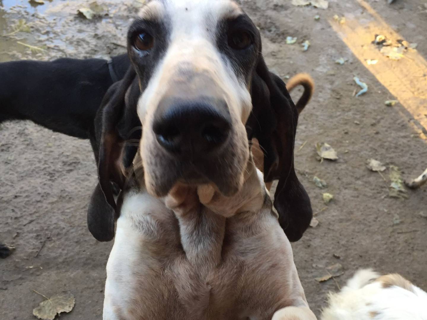 Foto dell'animale