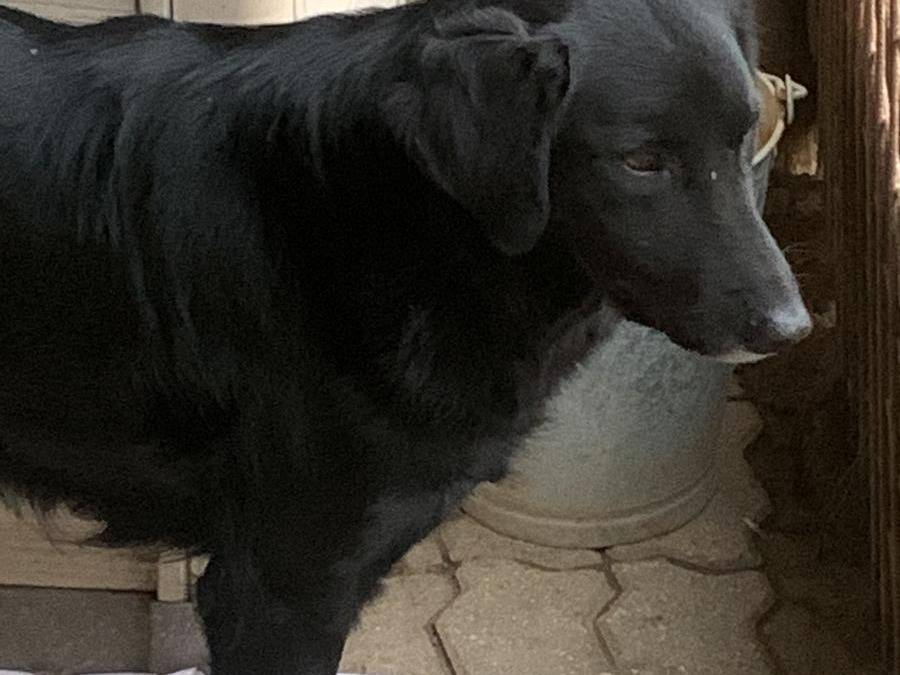 Adozione cane, femmina, meticcio, 4 anni  e 5 mesi , taglia media, Pisa