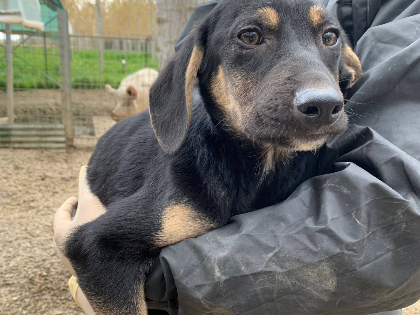 Vuoi adottare un cane a Pisa?