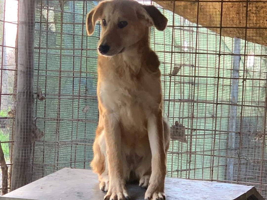 Foto dell'animale