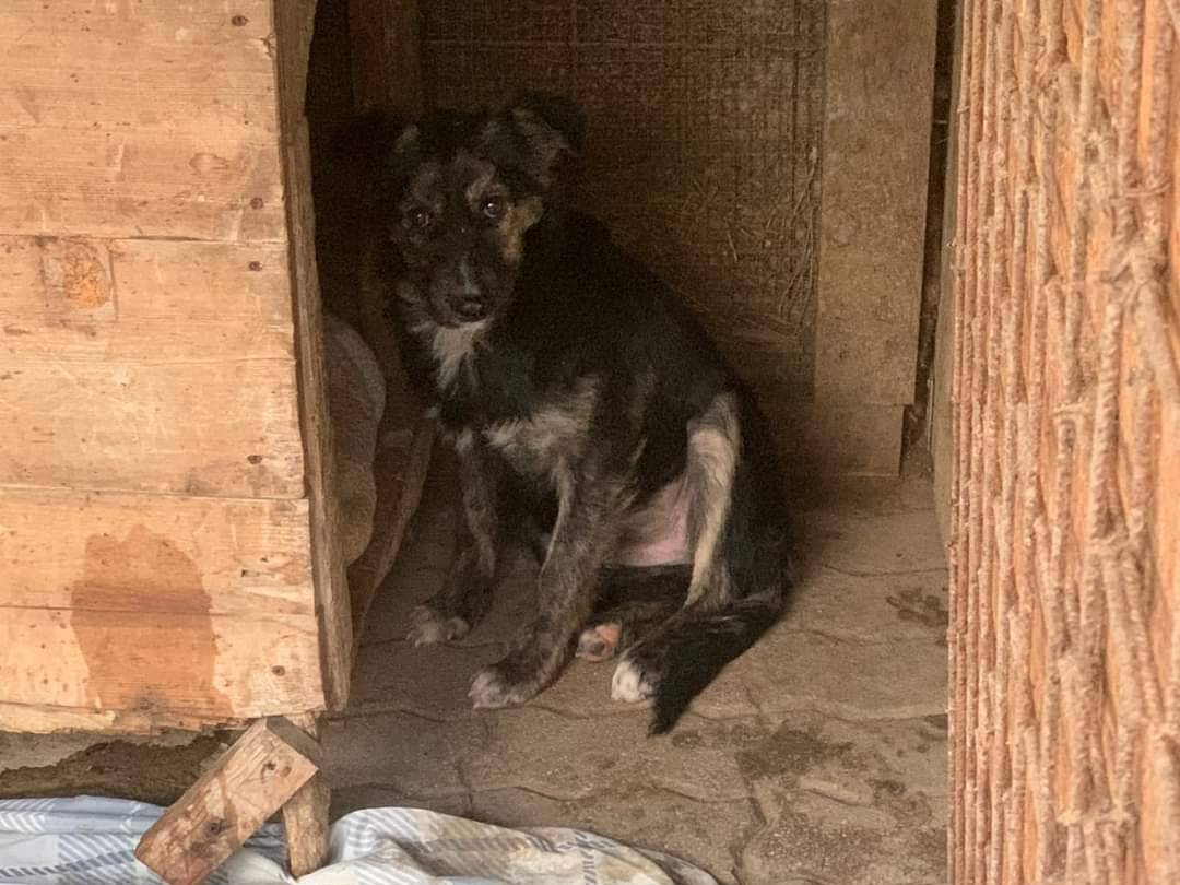 Foto dell'animale