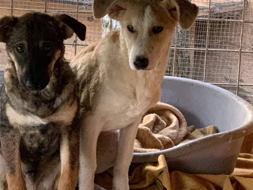 Adotta un cane, maschio, 2 anni  e 10 mesi , Pisa