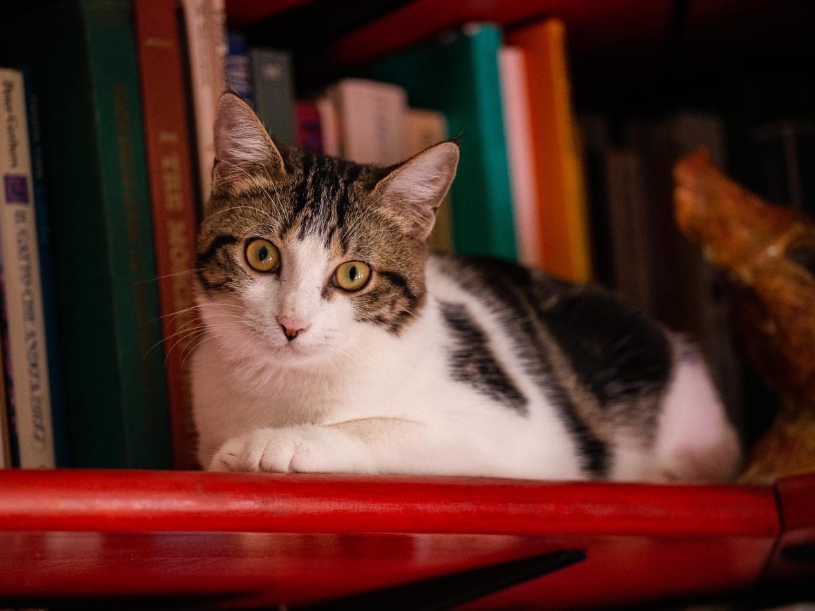 Adozione gatto, femmina, meticcio, 2 anni e 4 mesi, taglia non valida, Roma