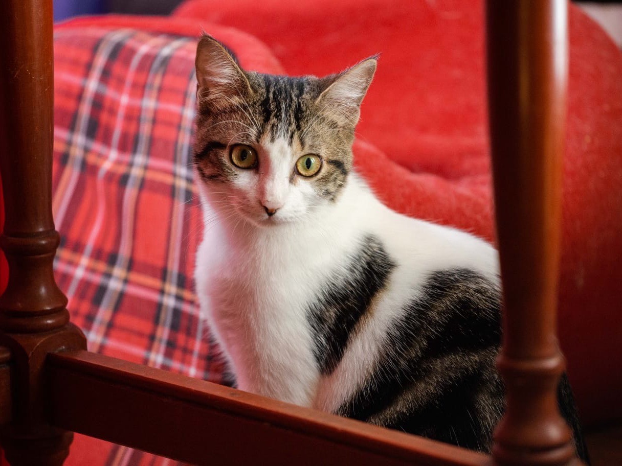 Adotta un gatto, femmina, 2 anni e 4 mesi, Roma