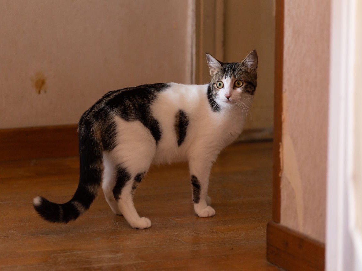 Adotta il gatto Michelle a Roma