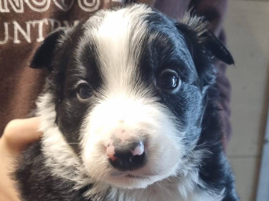 Adozione cane, maschio, Border Collie, 2 anni e 3 mesi, taglia piccola, Piacenza
