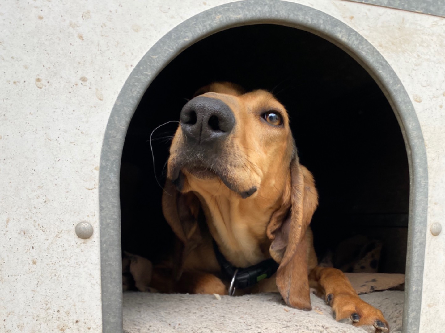 Foto dell'animale