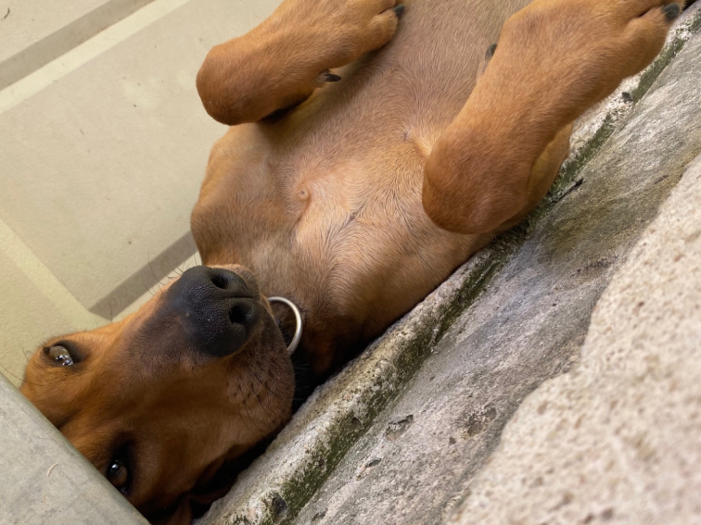 Adotta un cane, taglia media contenuta, maschio, Avellino
