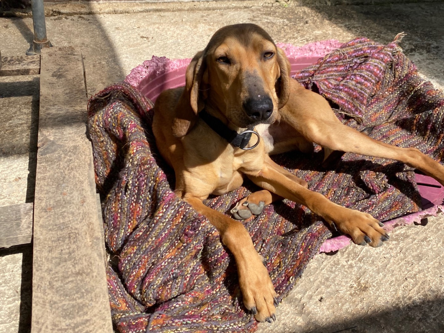 Vuoi adottare un cane a Avellino?