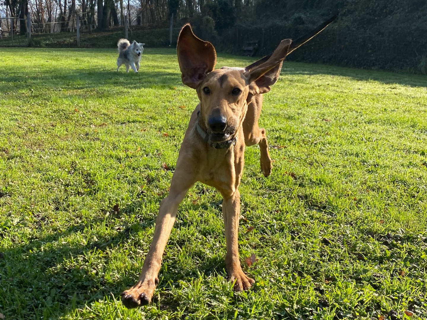 Adotta il cane Cosmo a Avellino