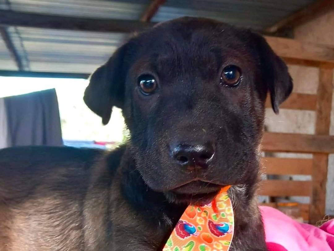 Adotta un cane, maschio, 1 anno e 8 mesi , Frosinone