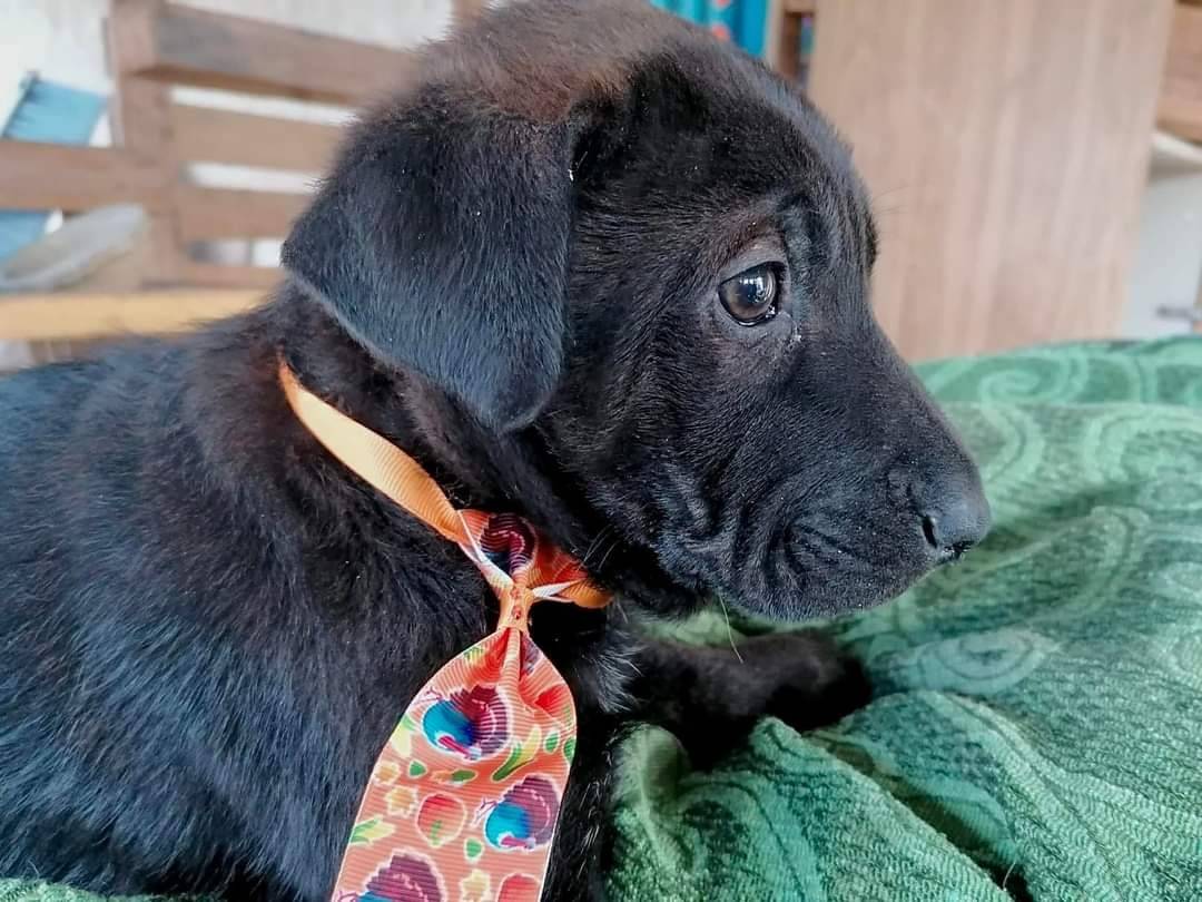 Adotta un cane, taglia media, maschio, Frosinone