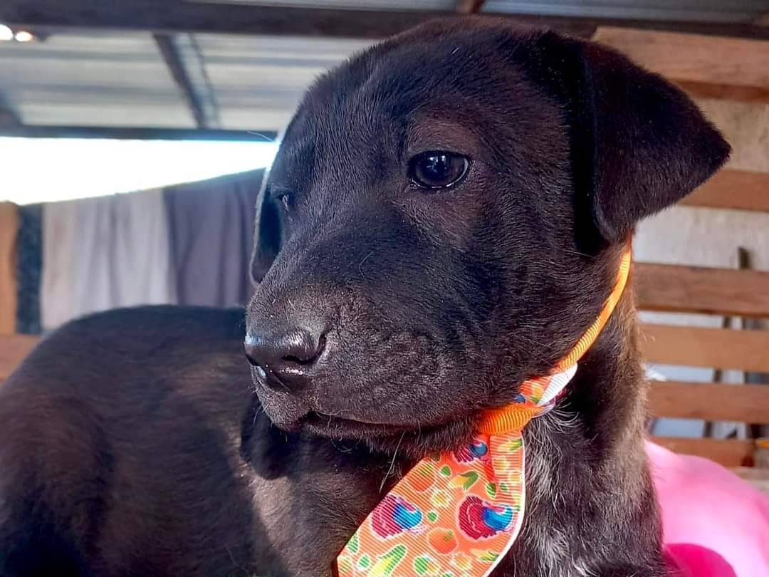 Vuoi adottare un cane a Frosinone?