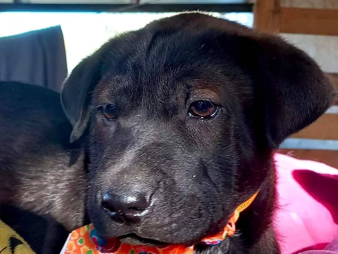 Adotta il cane Leo a Frosinone