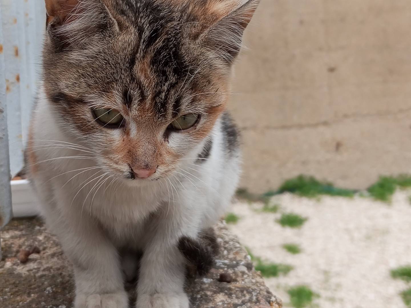 Adotta un gatto, taglia non valida, femmina, Agrigento