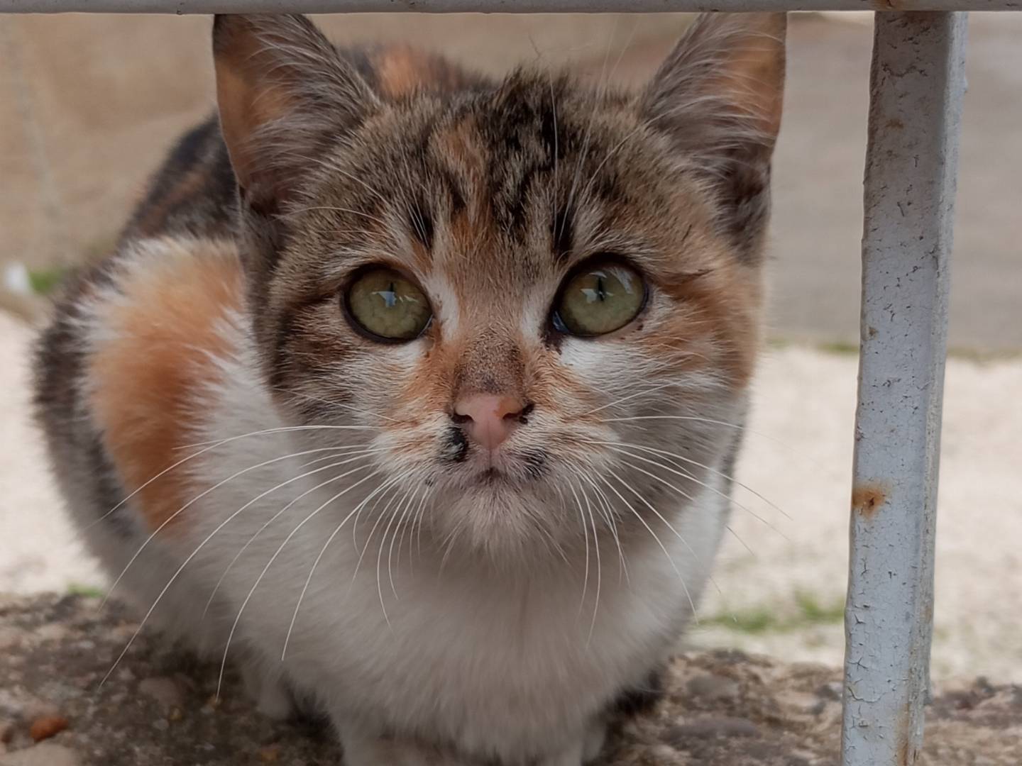 Vuoi adottare un gatto a Agrigento?