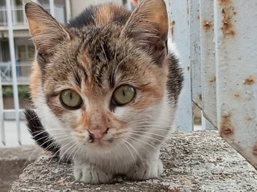 Adotta il gatto Mia a Agrigento