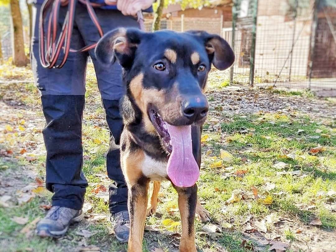 Adotta un cane, maschio, 2 anni e 9 mesi, Pavia
