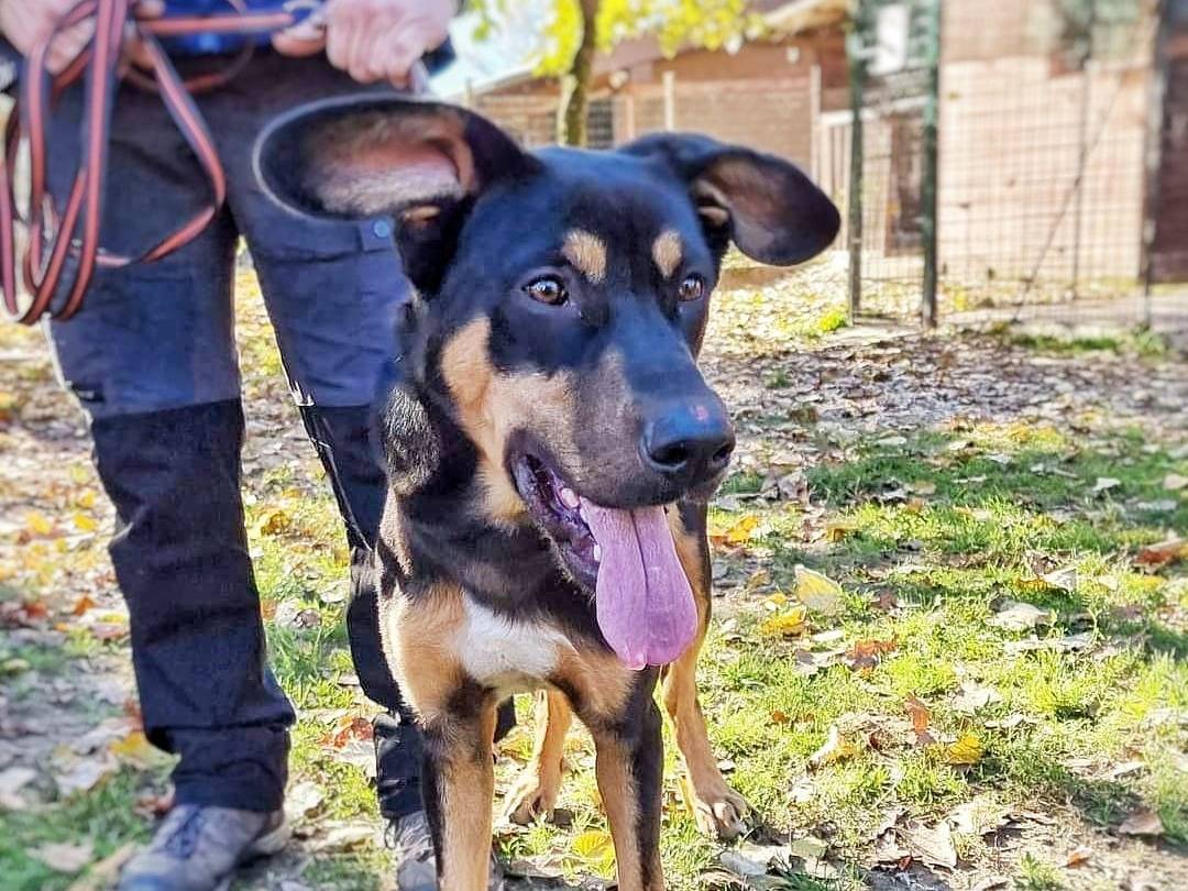 Adotta un cane, taglia media, maschio, Pavia