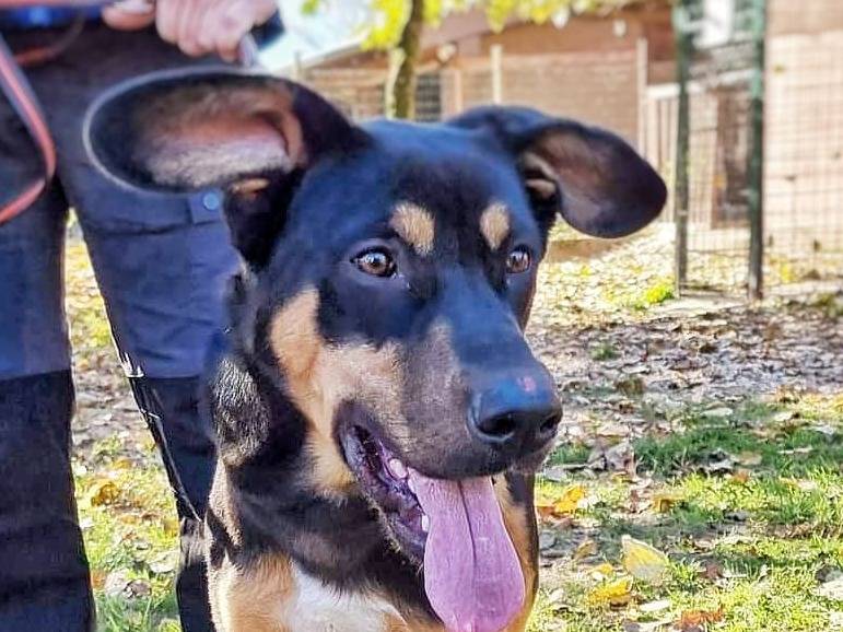 Vuoi adottare un cane a Pavia?