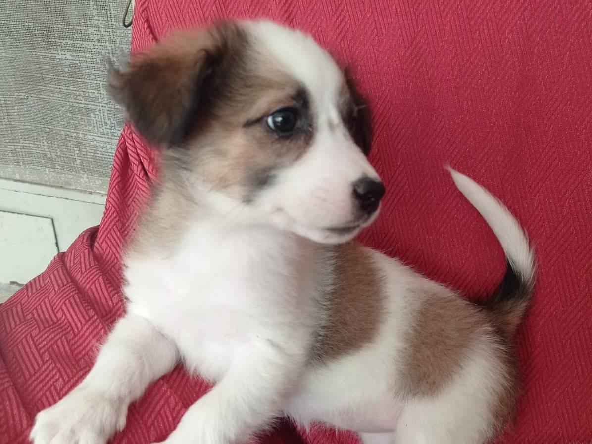 Adotta un cane, taglia media contenuta, femmina, Cosenza