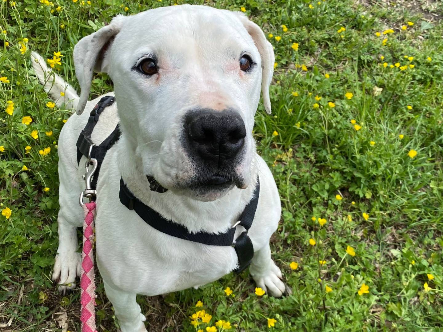 Vuoi adottare un cane a Ferrara?