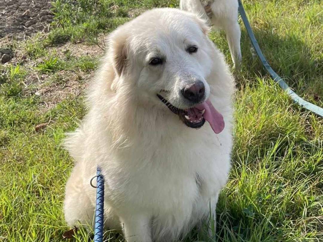 Adotta un cane, taglia gigante, maschio, Ferrara