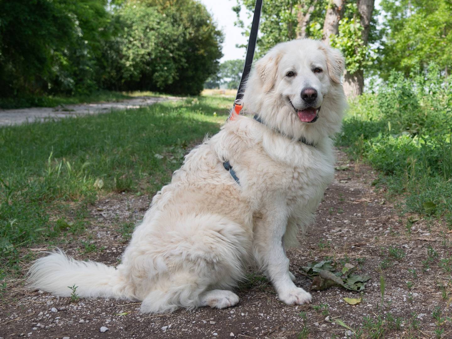 Vuoi adottare un cane a Ferrara?