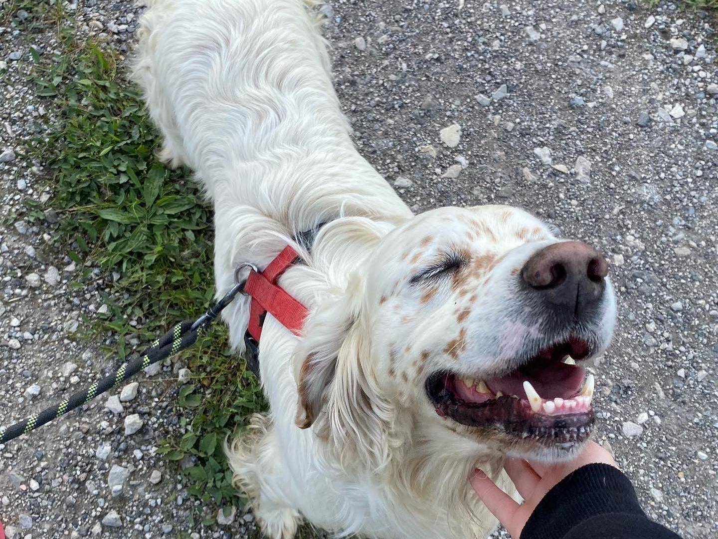 Adotta un cane, maschio, 5 anni  e 8 mesi , Ferrara