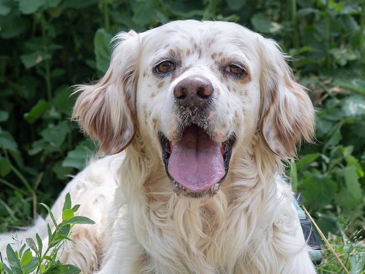 Adotta un cane, taglia media, maschio, Ferrara