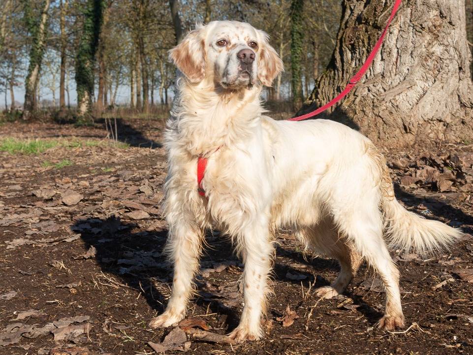 Vuoi adottare un cane a Ferrara?