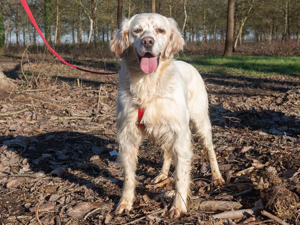 Adotta il cane RAY a Ferrara