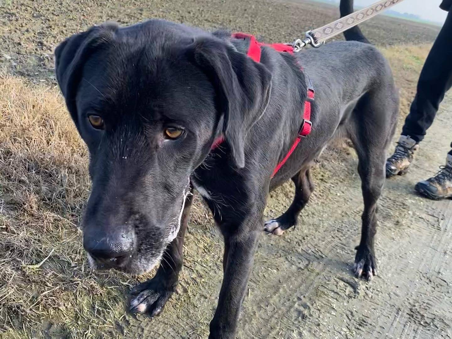 Adotta un cane, maschio, 6 anni  e 3 mesi , Ferrara