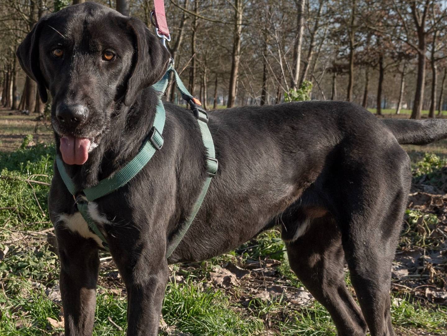 Adotta un cane, taglia grande, maschio, Ferrara