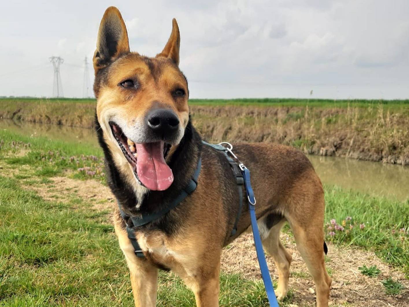 Adotta un cane, maschio, 12 anni  e 10 mesi , Ferrara