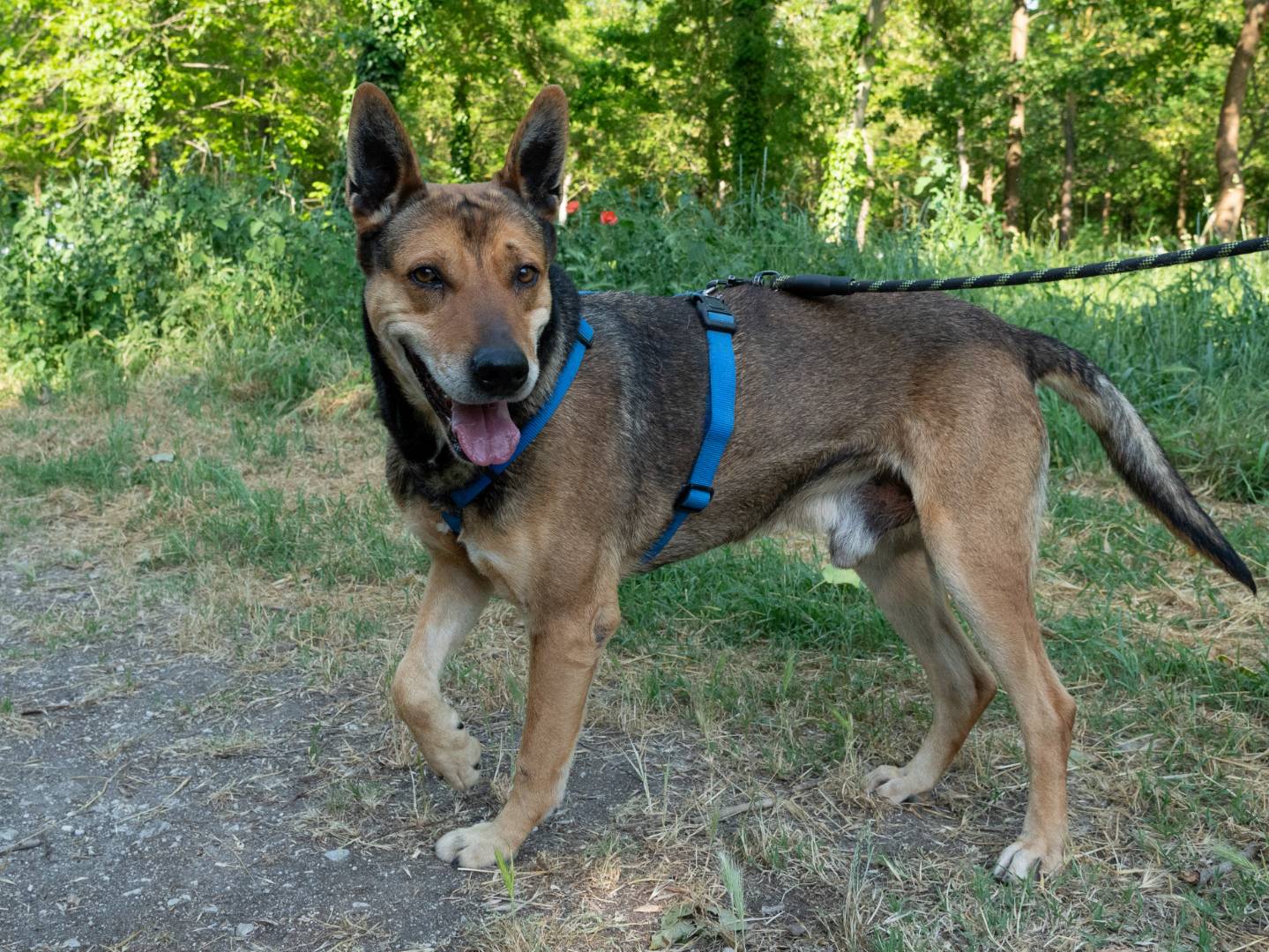 Adotta un cane, taglia grande, maschio, Ferrara