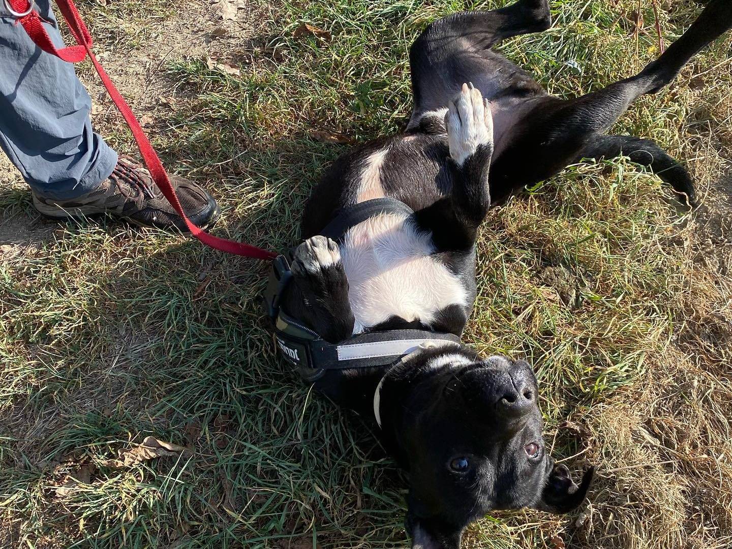 Adotta un cane, maschio, 6 anni  e 3 mesi , Ferrara