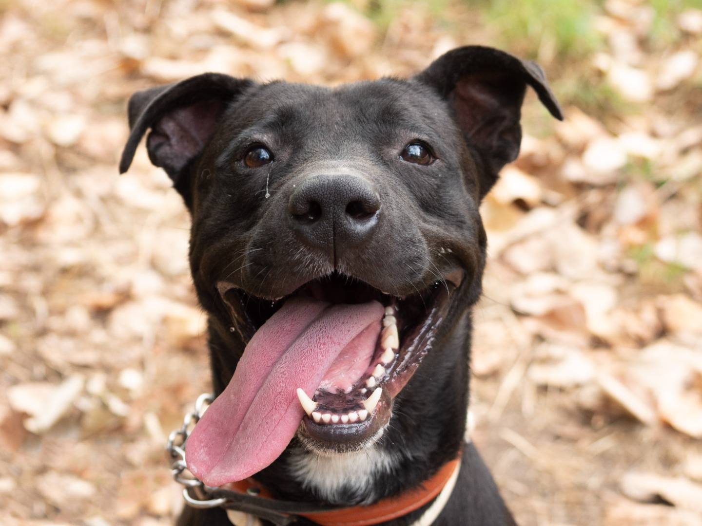 Adotta un cane, taglia media, maschio, Ferrara