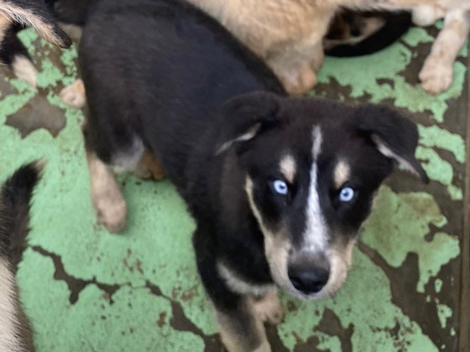 Adozione cane, maschio, Siberian Husky, 2 anni e 11 mesi, taglia grande, Siracusa