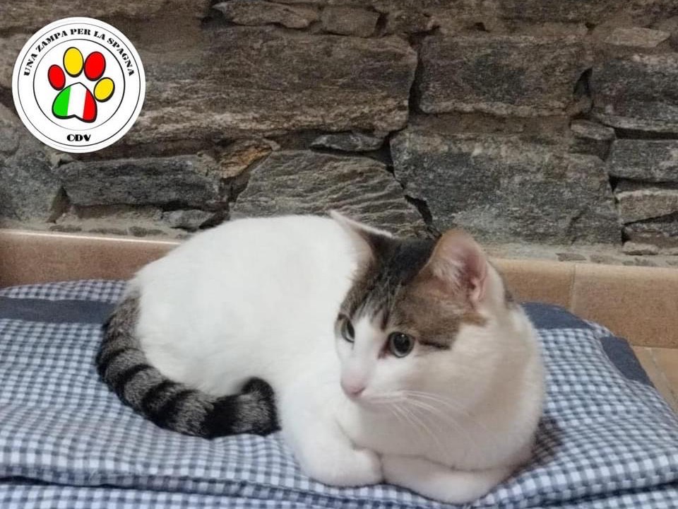 Adozione gatto, maschio, meticcio, 3 anni e 9 mesi, taglia non valida, Milano