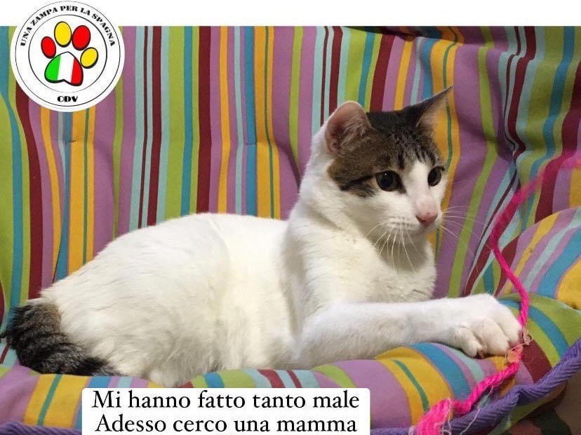 Adotta un gatto, maschio, 3 anni e 9 mesi, Milano