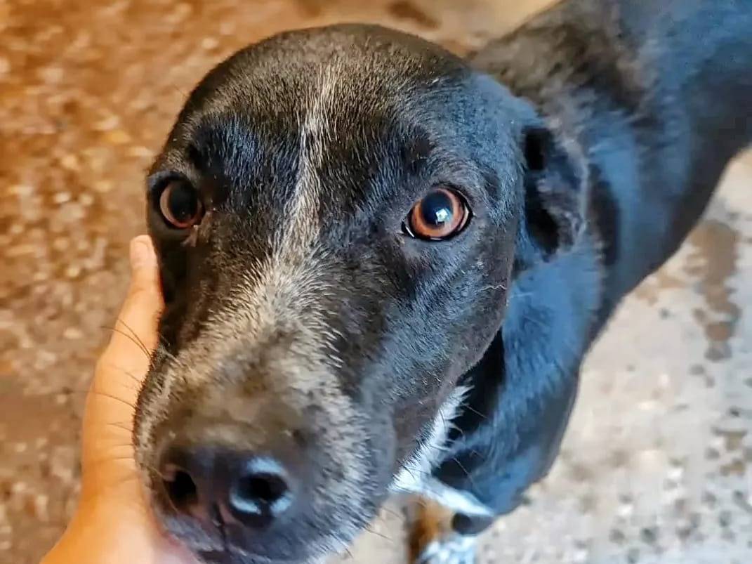 Adotta un cane, taglia media, femmina, Pavia