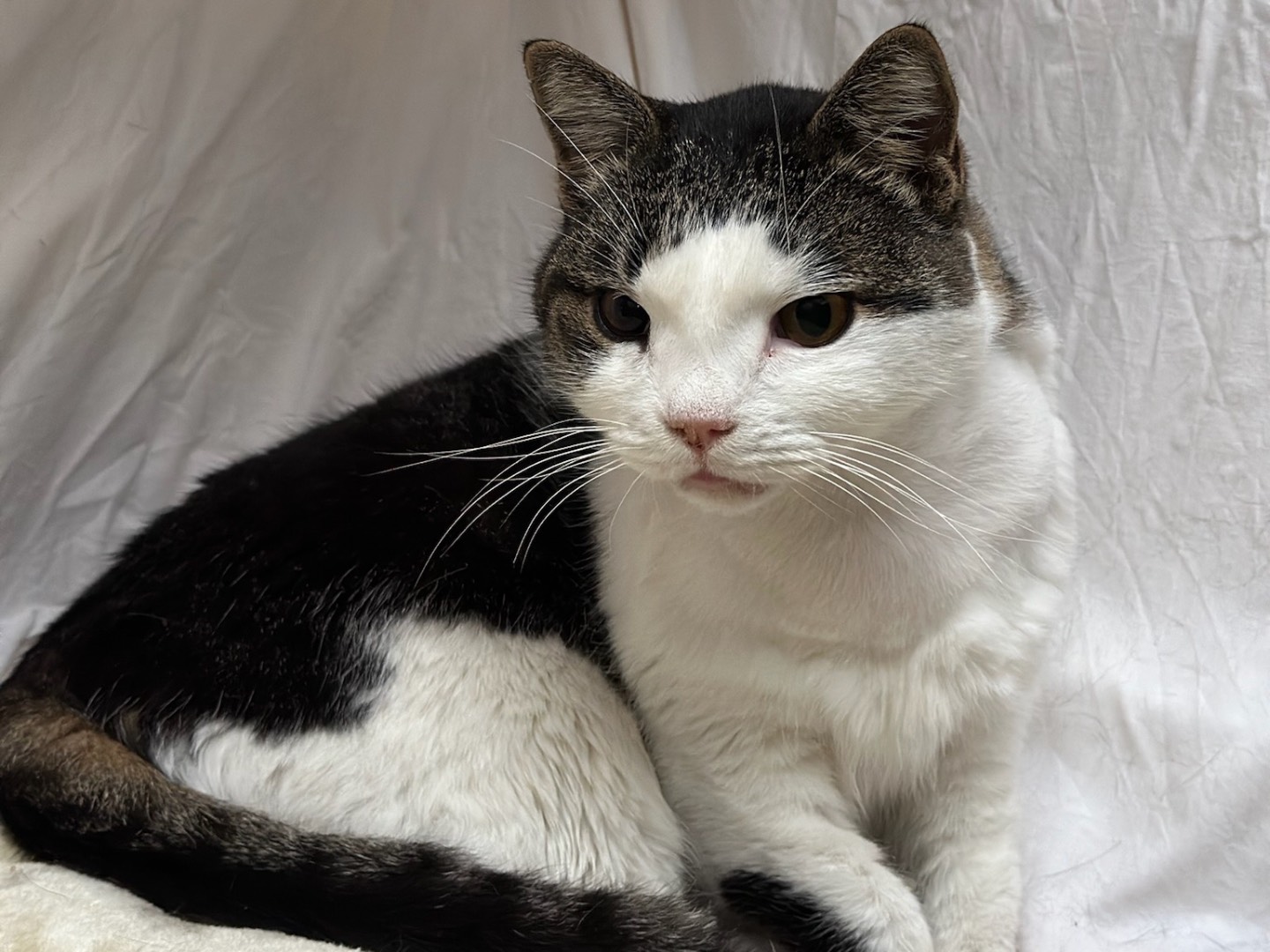 Adotta un gatto, femmina, 3 anni  e 10 mesi , Roma